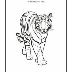 Brilliant Cool Coloring Pages Mammals Free Tiger Giraffe Kids Animals Camel Color