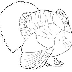 Magnificent Turkey Coloring Pages Free Printable Adults Kids