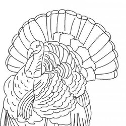 Matchless Free Printable Turkey Coloring Pages For Kids Thanksgiving Wild Drawing Turkeys Print Line Color