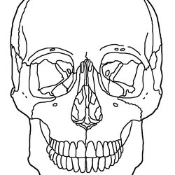 Smashing Printable Skulls Coloring Pages For Kids Skull Anatomy