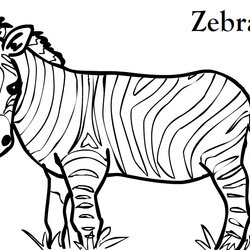 Outstanding Pictures Of Zebras To Color Coloring Home Zebra Pages Template Printable Kids Outline Drawing