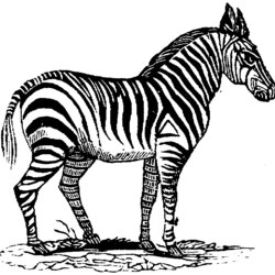 Brilliant Coloring Page Zebra Zebras