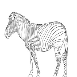 Zebra Coloring Pages Free Printable Kids Activity Few Boys Paint Below Girls Images Of