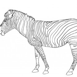 Magnificent Zebra Coloring Page Photo Animal Place