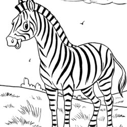 Superior Free Zebra Coloring Pages Download Library Colouring Wild Animals