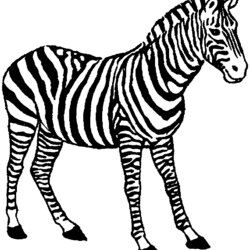 Legit Free Zebra Coloring Pages Animals Marvelous