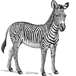 Free Printable Zebra Coloring Pages For Kids Animal Place Picture