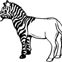 High Quality Free Zebra Coloring Pages Drawing Stripes Line Clip Zebras Half Use Animals Striped Resource