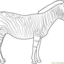 Zebra Coloring Page For Kids Free Printable Pages