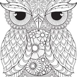 Tremendous Best Images About Owls On Coloring Owl Cupcakes And Adults Pages Adult