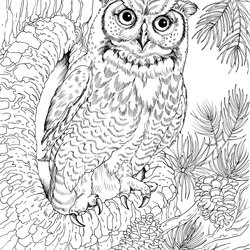 Superior Pin By Amanda Kay On Coloring Pages Owl Bird Adult Adults Printable Book Sheets Choose Board