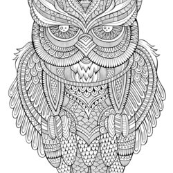 High Quality Peaceful Owl Owls Adult Coloring Pages Adults Patterns Animals Advanced Pretty Color Mandala