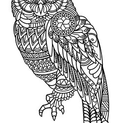 Spiffing Free Book Owl Owls Adult Coloring Pages Patterns Complex Beautiful Animals Adults Printable
