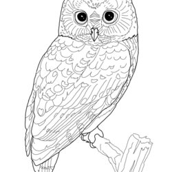 The Highest Quality Owl Coloring Pages For Adults Free Detailed Realistic Colouring Animal Print Adult