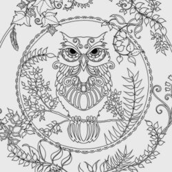 Matchless Owl Coloring Pages For Adults Printable Adult Choose Board Print Colouring