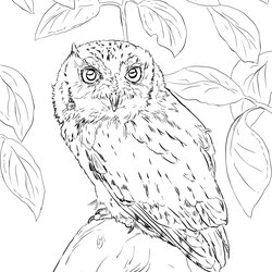 Detailed Owl Coloring Pages At Free Printable Screech Realistic Eastern Barn Horned Great Drawing Color Print
