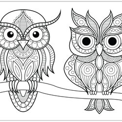 The Highest Standard Download Animal Coloring Pages For Adults Easy Colorist Two Owls With Simple Patterns On