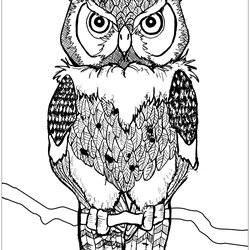Exceptional Free Owl Drawing To Download And Color Owls Kids Coloring Pages Print Piercing Eyes Adults