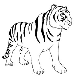 Worthy Tiger Coloring Pages Bengal Page