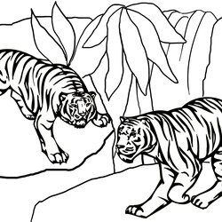 Brilliant Tiger Coloring Pages Tigers Page Two