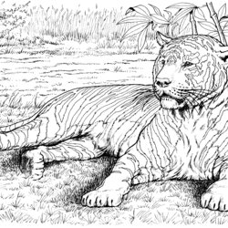 Terrific Free Tiger Coloring Page Home Pages Wildlife Realistic Adults Animal Animals Wild Books Print