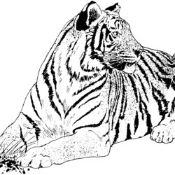 Great Free Tiger Coloring Pages Siberian