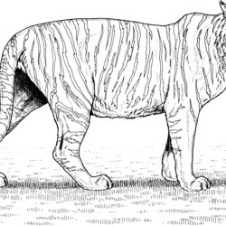 Free Tiger Coloring Pages Bengal Animals