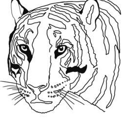 Smashing Tiger Coloring Pages Head Page