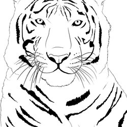 Marvelous Free Printable Tiger Coloring Pages For Kids Page