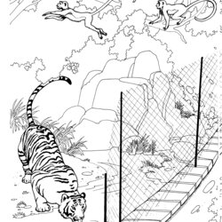 Wonderful Free Tiger Coloring Pages Zoo Printable