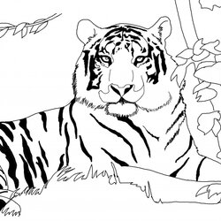 Swell Get This Tiger Coloring Pages To Print Out