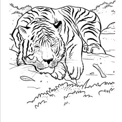 Tremendous Free Printable Tiger Coloring Pages For Kids Tigers Jungle Animal Forest Habitat Color Drawing