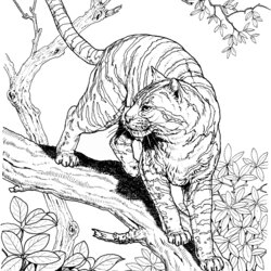 The Highest Quality Tiger Coloring Pages Color Cl