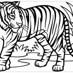 Fine Tiger Coloring Pages To Print Tigers Kids Color Beautiful Children Animals For