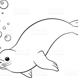 Baby Seal Coloring Pages At Free Printable Bargain Seals