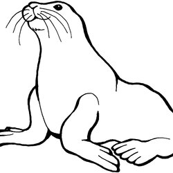 Admirable Seal Coloring Pages At Free Printable Color