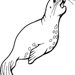 Seal Coloring Pages Color Print Cl