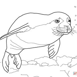 The Highest Standard Seal Coloring Pages At Free Printable Monk Hawaiian Seals Elephant Drawing Leopard Harp