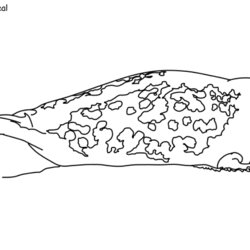 Superb Seals Coloring Pages Seal Ringed