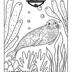 Worthy Harbor Seal Coloring Page Fit