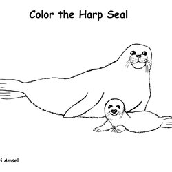 High Quality Cute Seal Coloring Pages At Free Printable Leopard