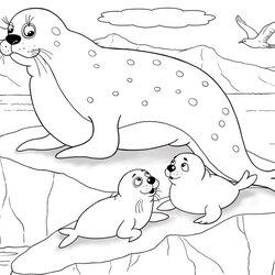 Out Of This World Free Seal Coloring Pages For Download Printable Seals Arctic Page