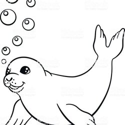 Exclusive Picture Of Seal Coloring Pages Seals Swims