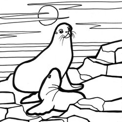 Tremendous Seals Coloring Pages Kids Seal