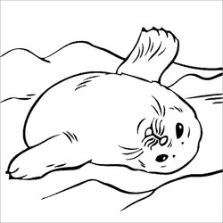 The Highest Quality Seal Coloring Pages Best For Kids Seals Harp Realistic