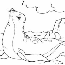 Seal Coloring Page Pages Marinas