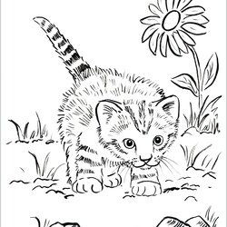 Wizard Coloring Page Kitten Print Kitty Cats Cat Cute Home