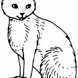 Magnificent Free Printable Cat Coloring Pages For Kids