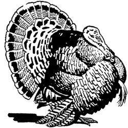 Perfect Free Turkey Coloring Pages Thanksgiving Wild Color Adults Wildlife Feathers Printable Adult Animals