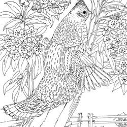 Cool Printable Difficult Coloring Pages Home